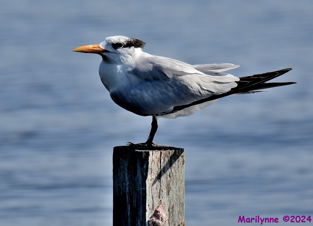 DSC_5600_001.JPG