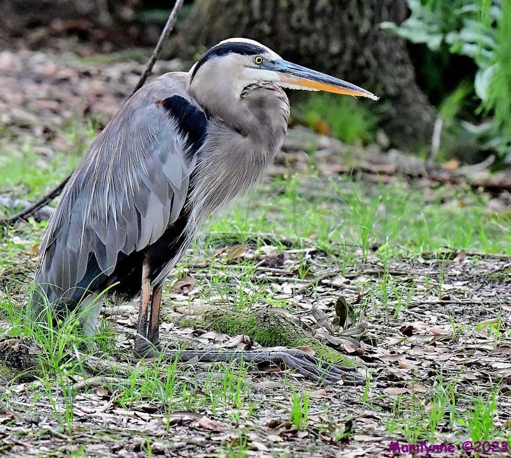 DSC_5601_001.JPG