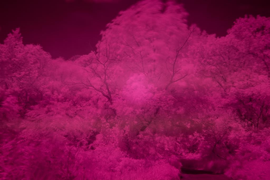 DSC_5603.jpg
