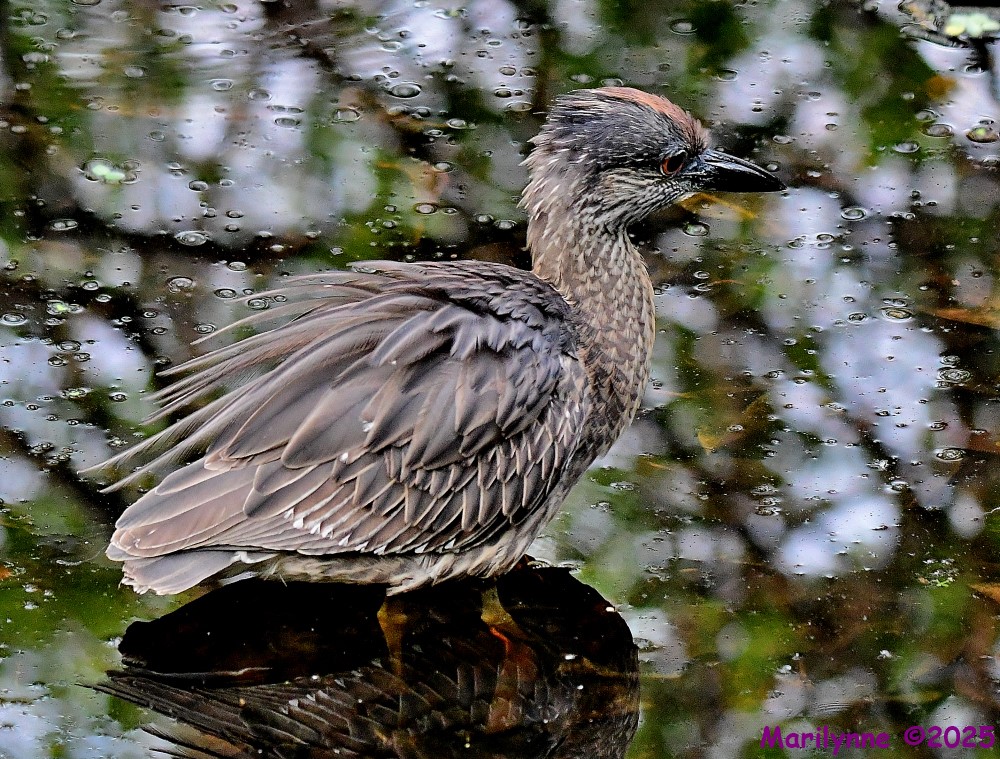 DSC_5604_001.JPG