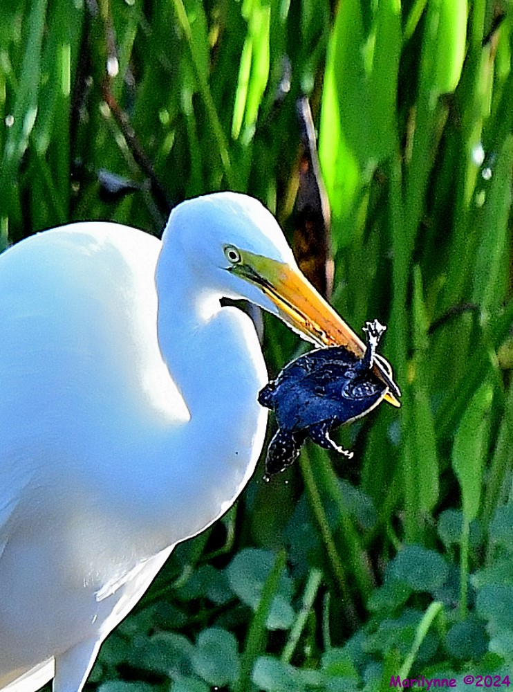 DSC_5605_001.JPG