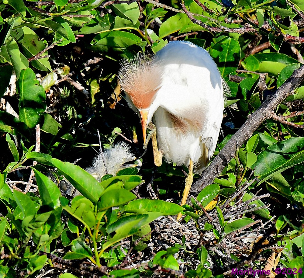 DSC_5606_001.JPG