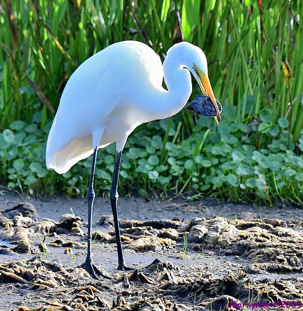 DSC_5607_001.JPG