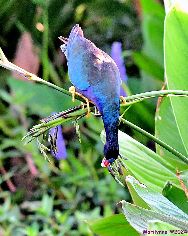 DSC_5609_001.JPG