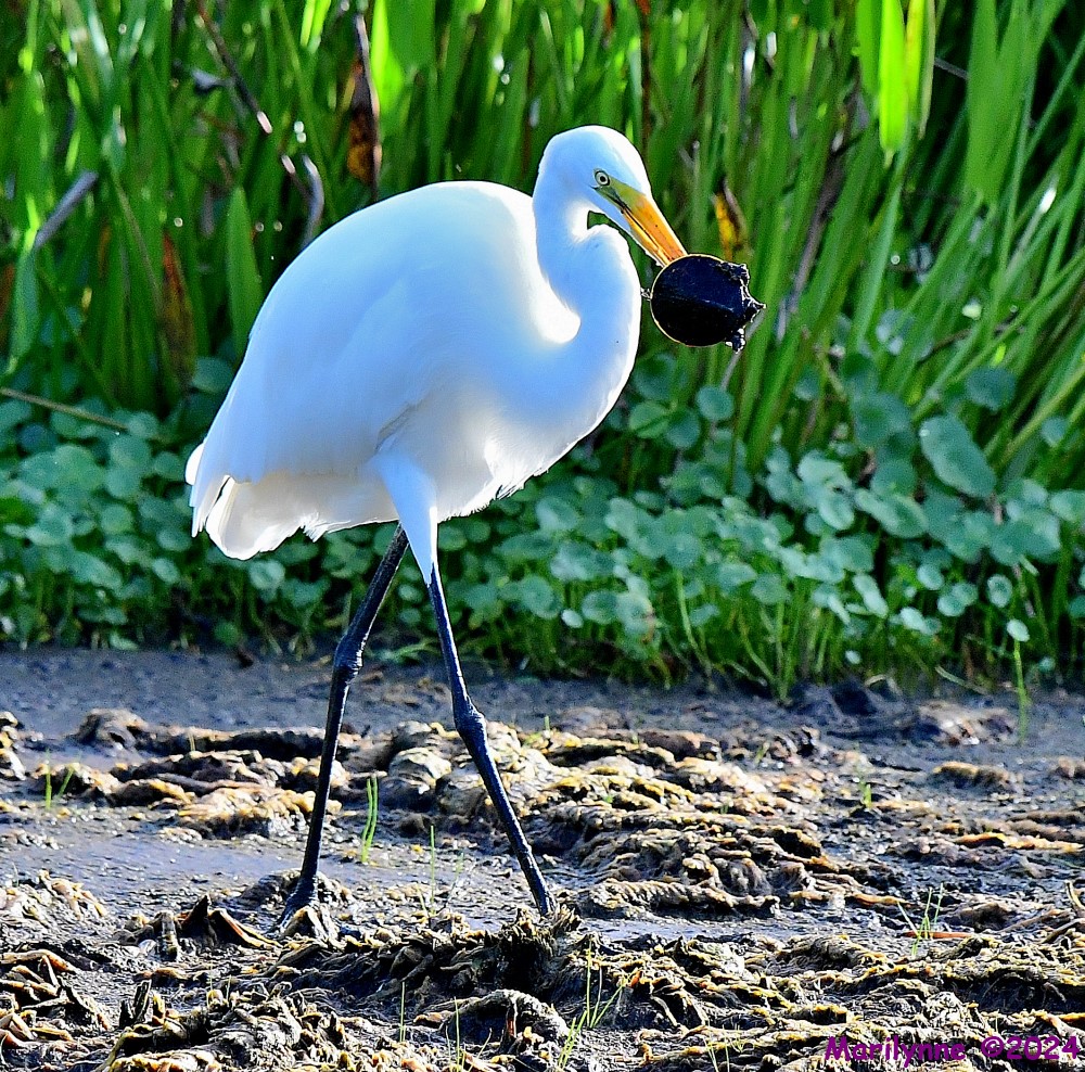 DSC_5609_001.JPG