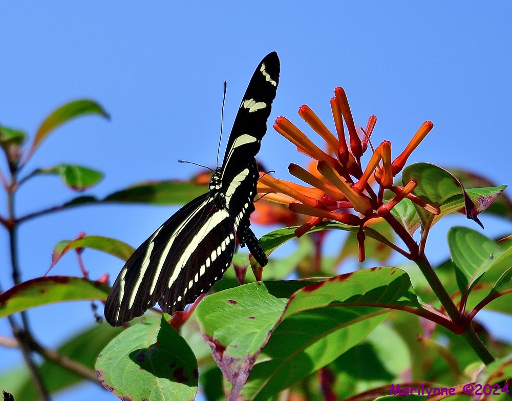DSC_5609_001.JPG