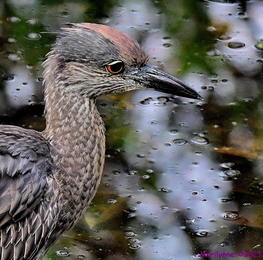 DSC_5609_001.JPG