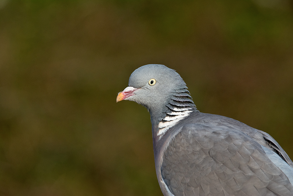 DSC_5610.jpg