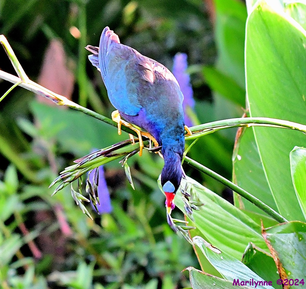 DSC_5611_001.JPG