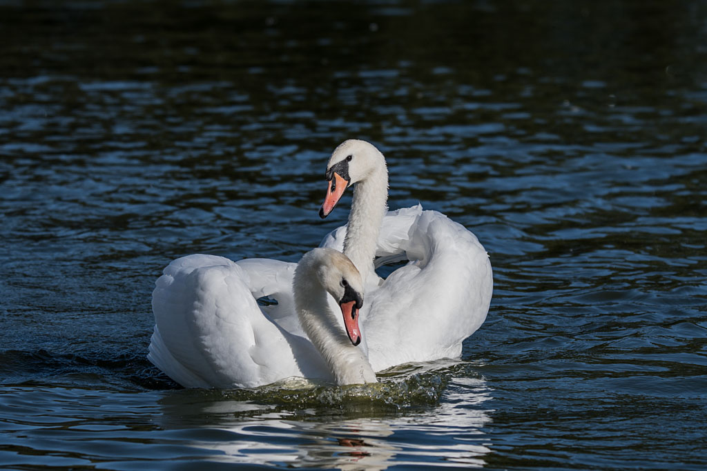 DSC_5614.jpg
