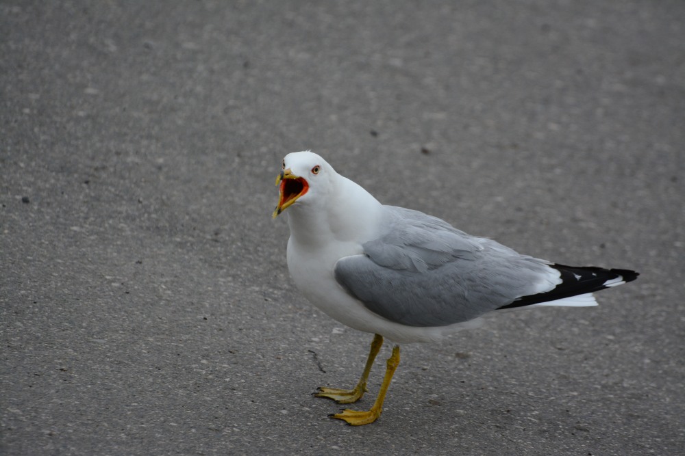 DSC_5617.JPG