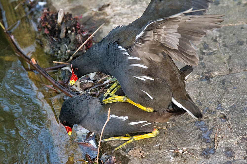 DSC_5617.jpg