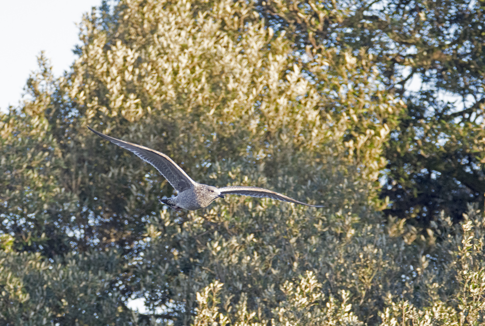 DSC_5617.jpg