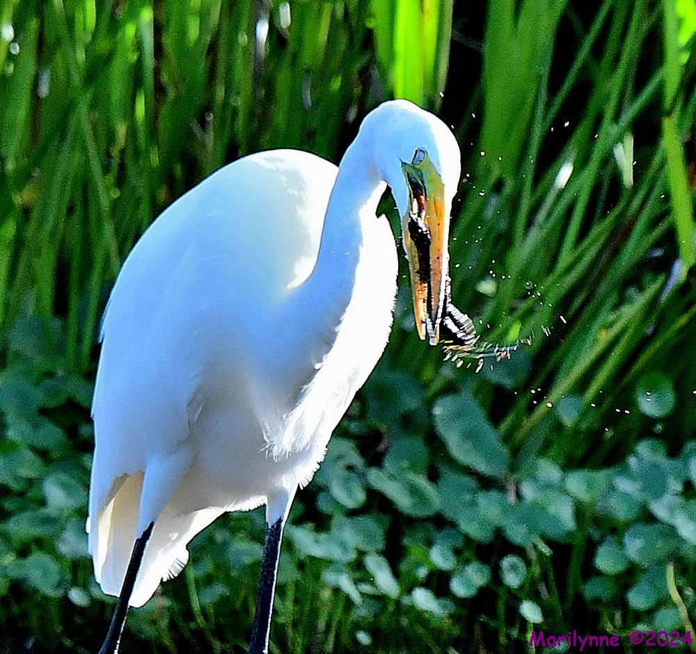 DSC_5617_001.JPG