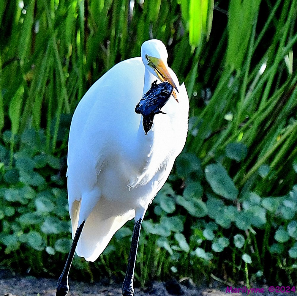 DSC_5618_001.JPG