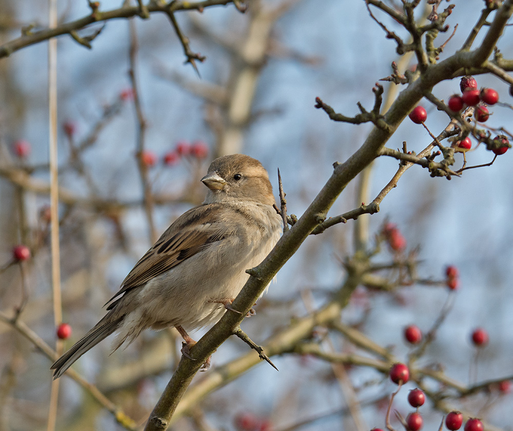 DSC_5621.jpg