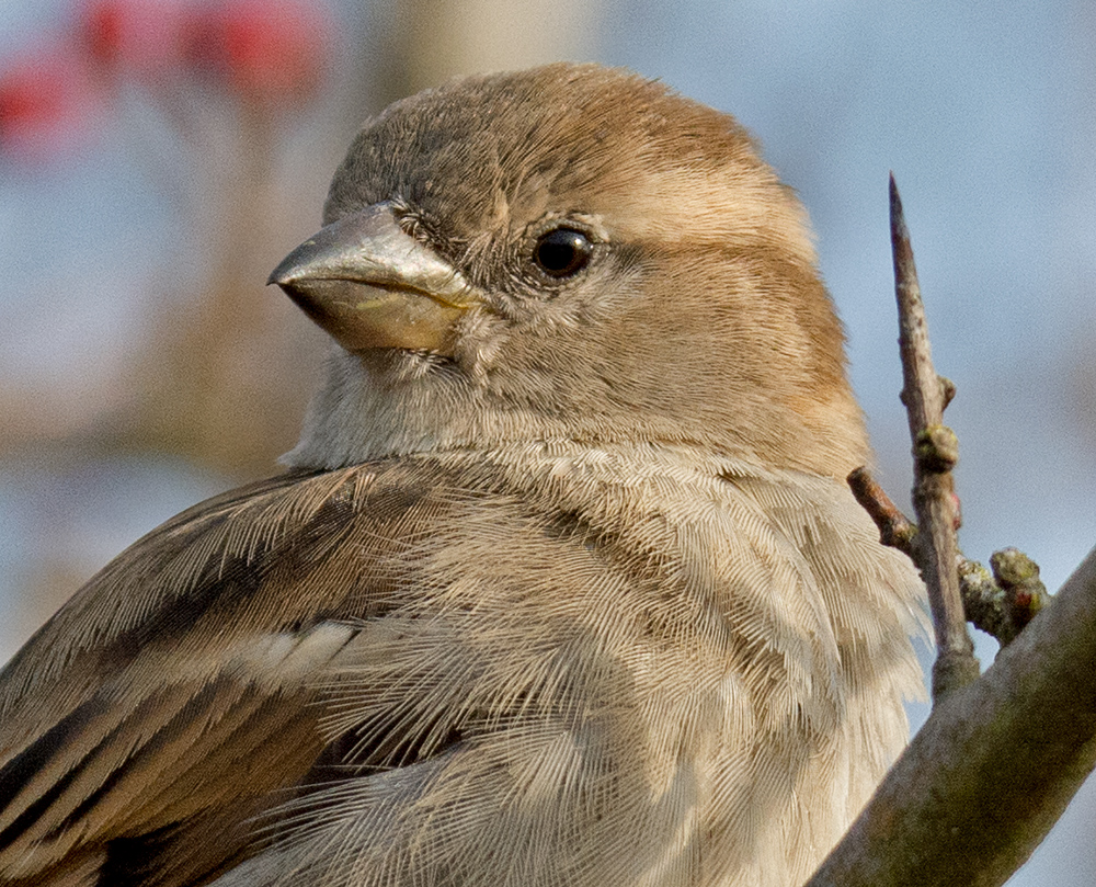 DSC_5621.jpg