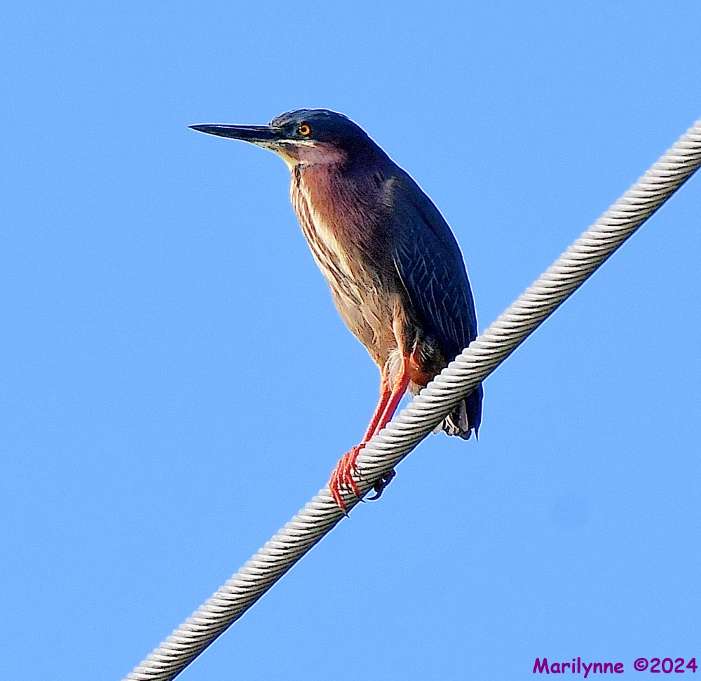 DSC_5622_001.JPG