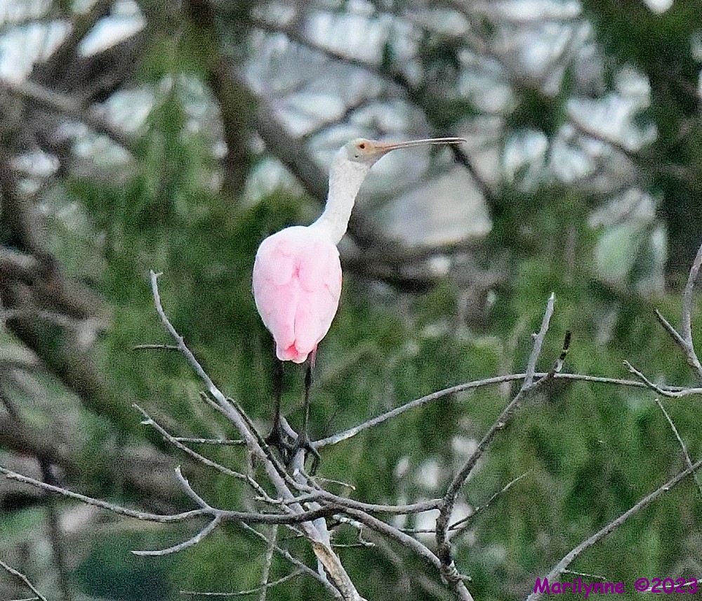 DSC_5623_001.JPG