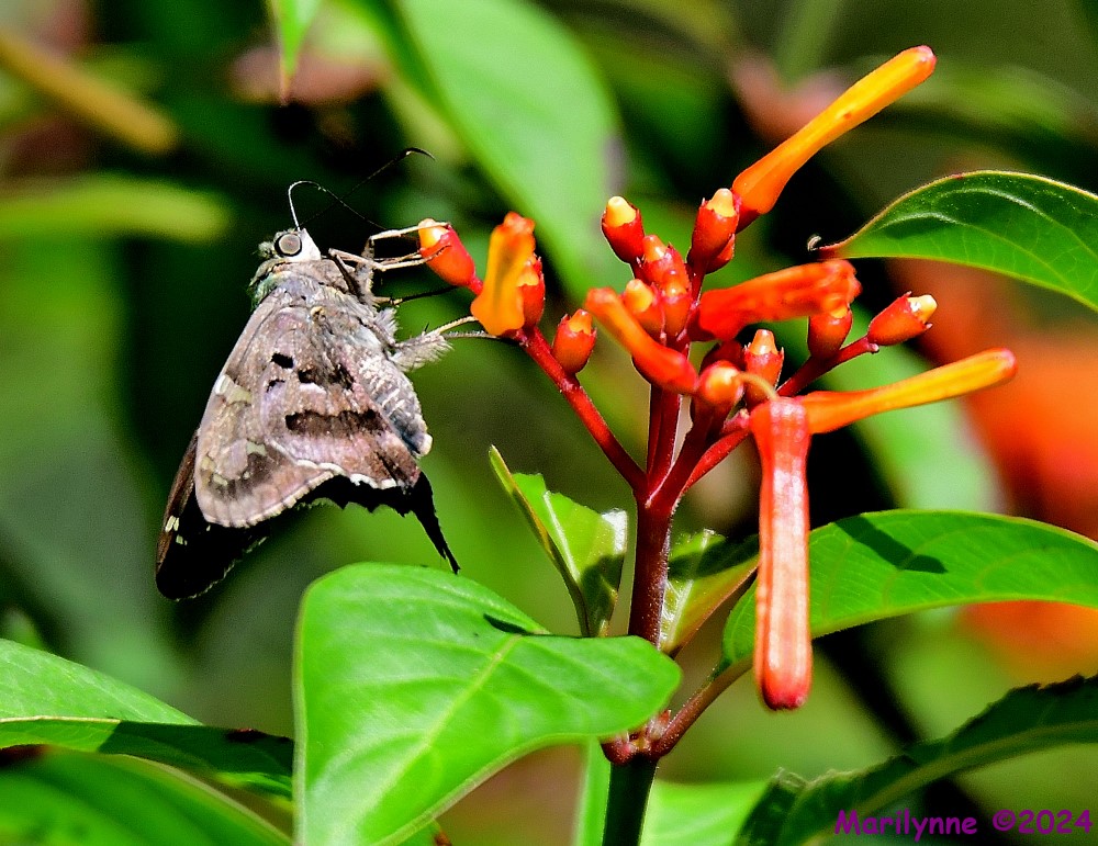 DSC_5623_001.JPG