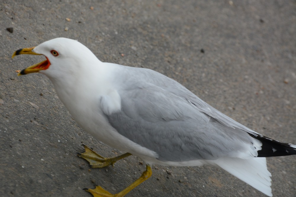 DSC_5624.JPG