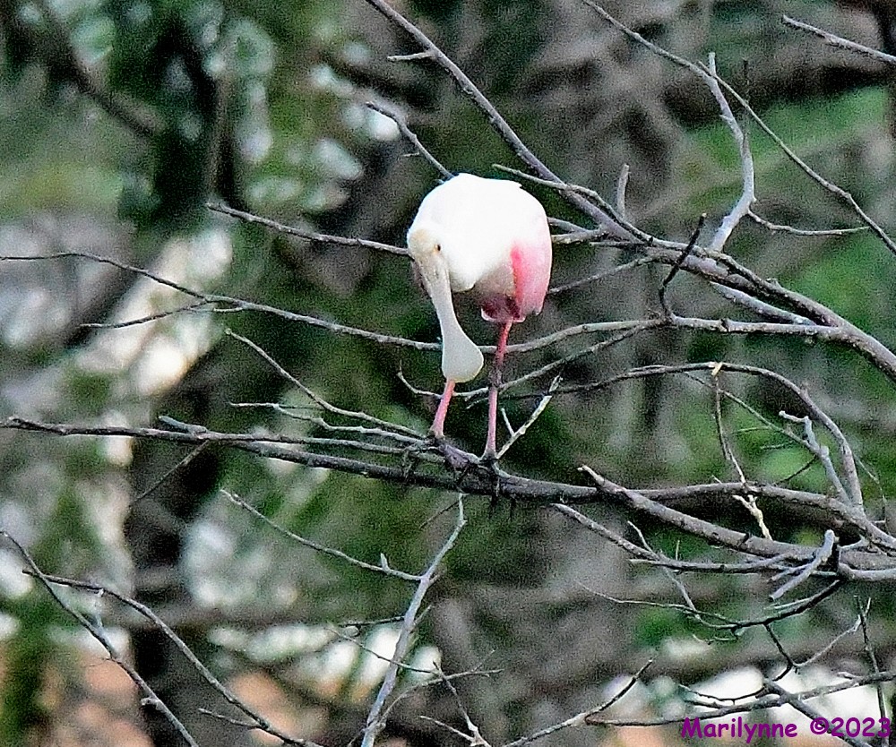 DSC_5625_001.JPG