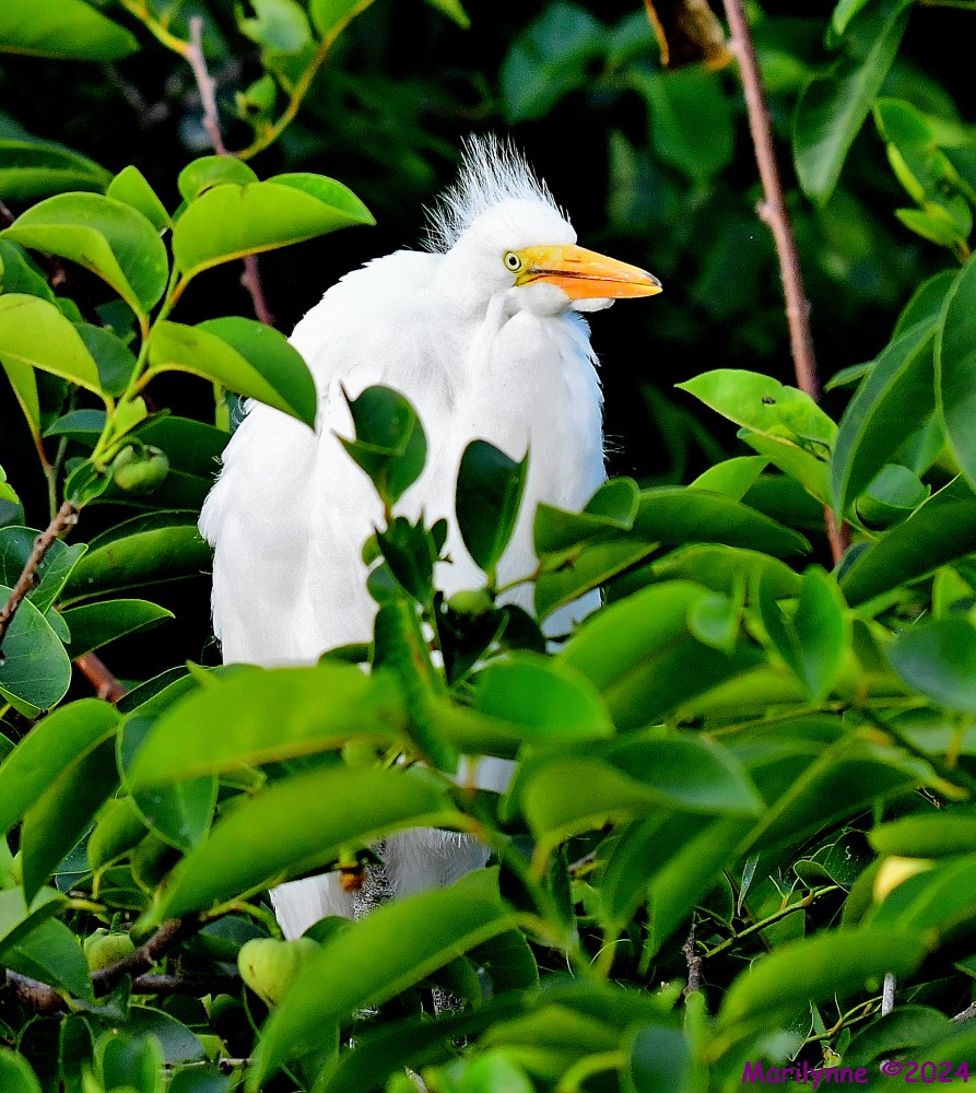 DSC_5625_001.JPG