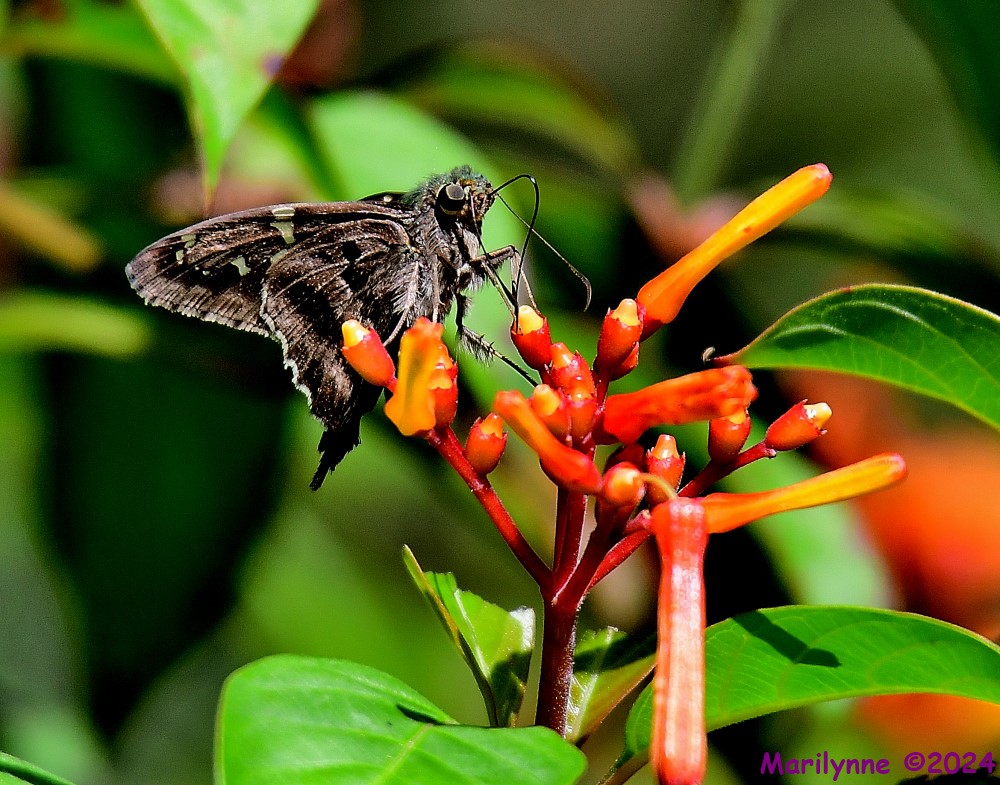 DSC_5625_001.JPG