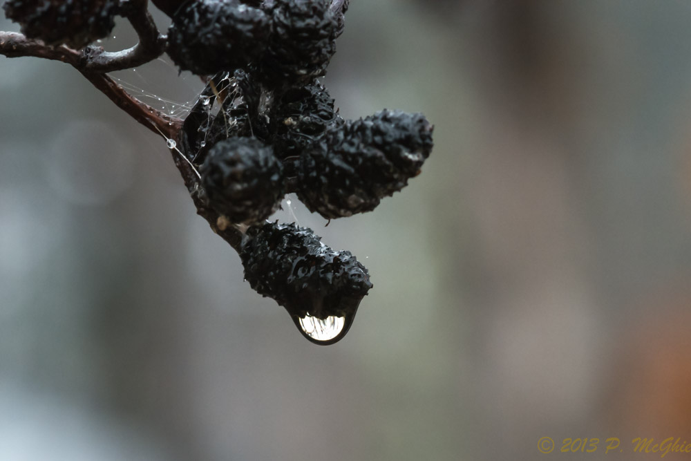 DSC_5626.jpg