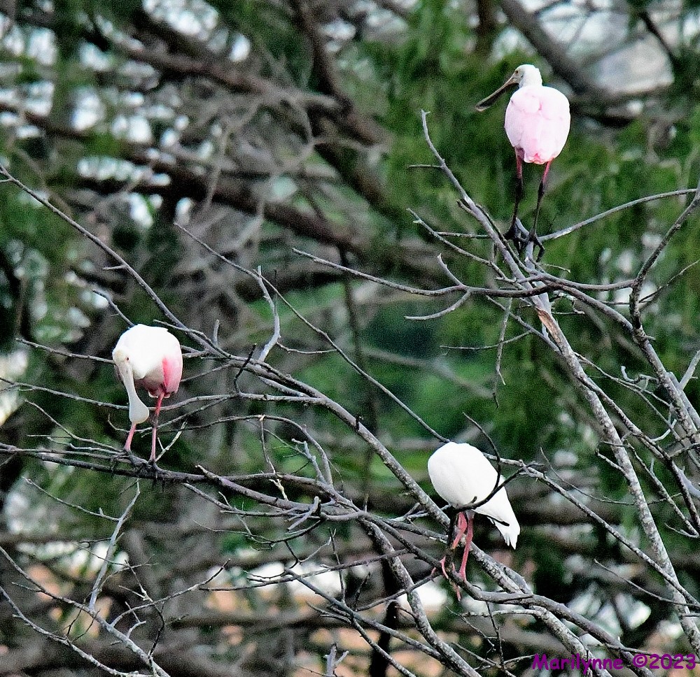 DSC_5626_001.JPG