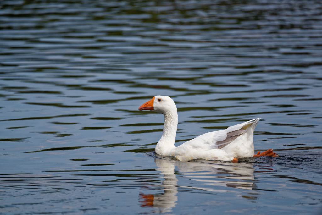 DSC_5626_DxO.jpg