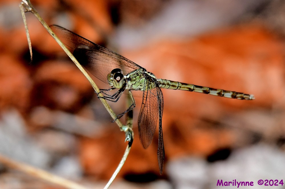 DSC_5627_001.JPG