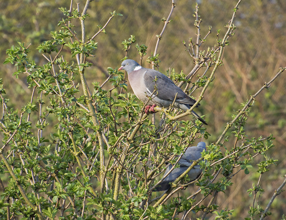 DSC_5630.jpg