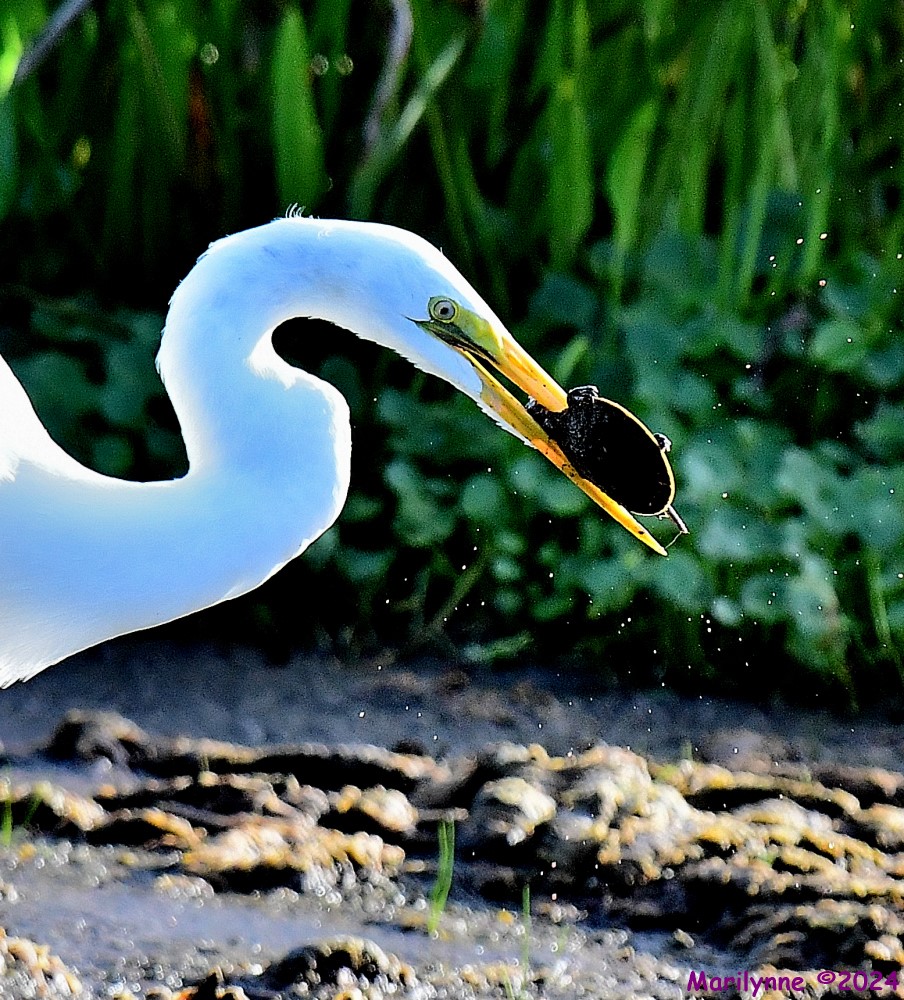 DSC_5632_001.JPG