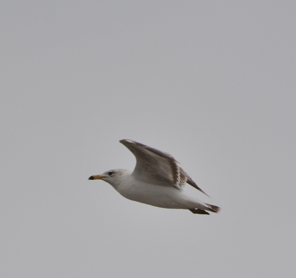 DSC_5633.JPG