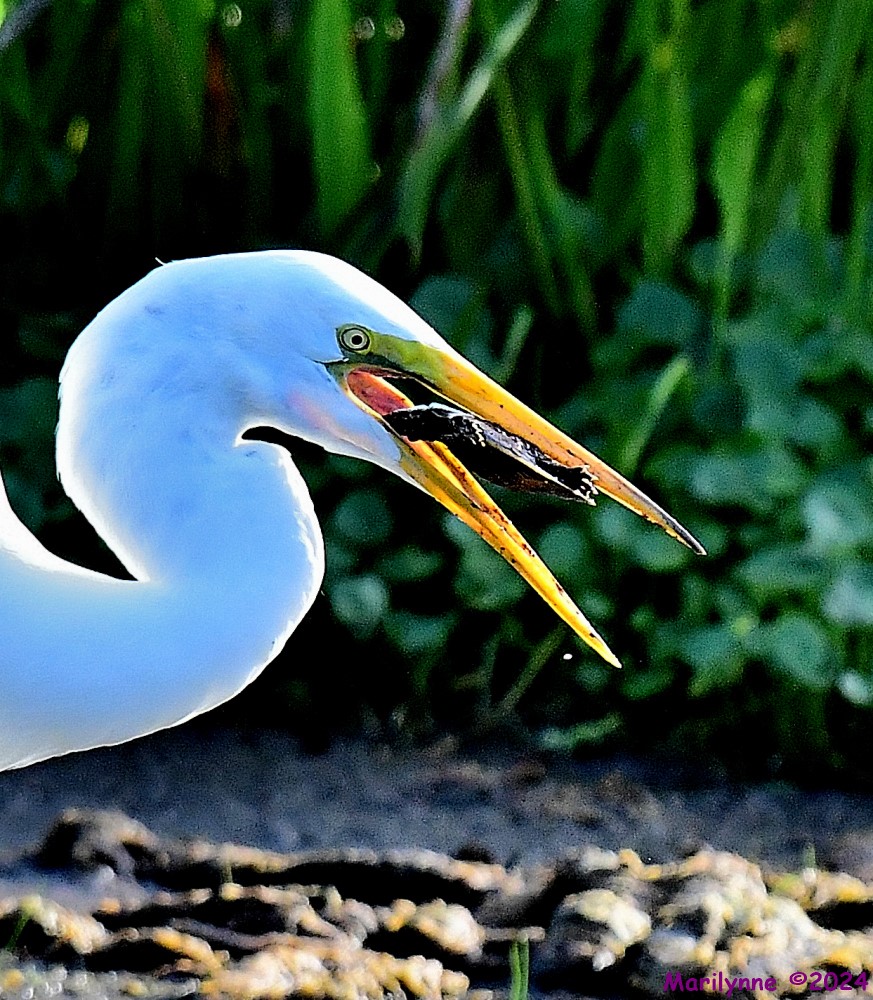 DSC_5635_001.JPG