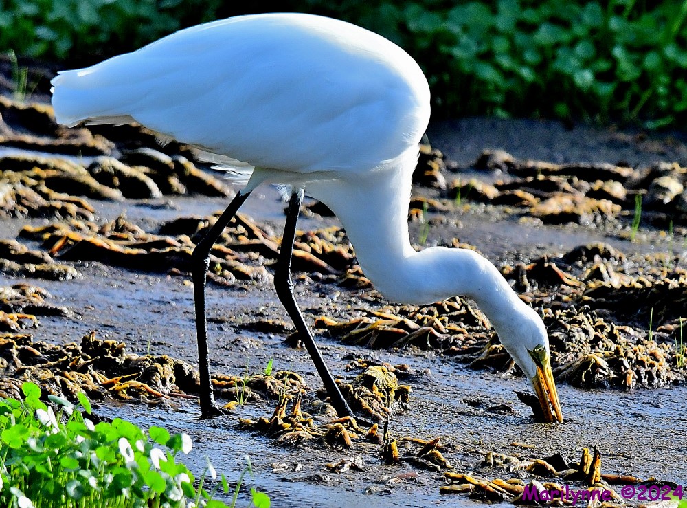 DSC_5639_stitch4_001.JPG