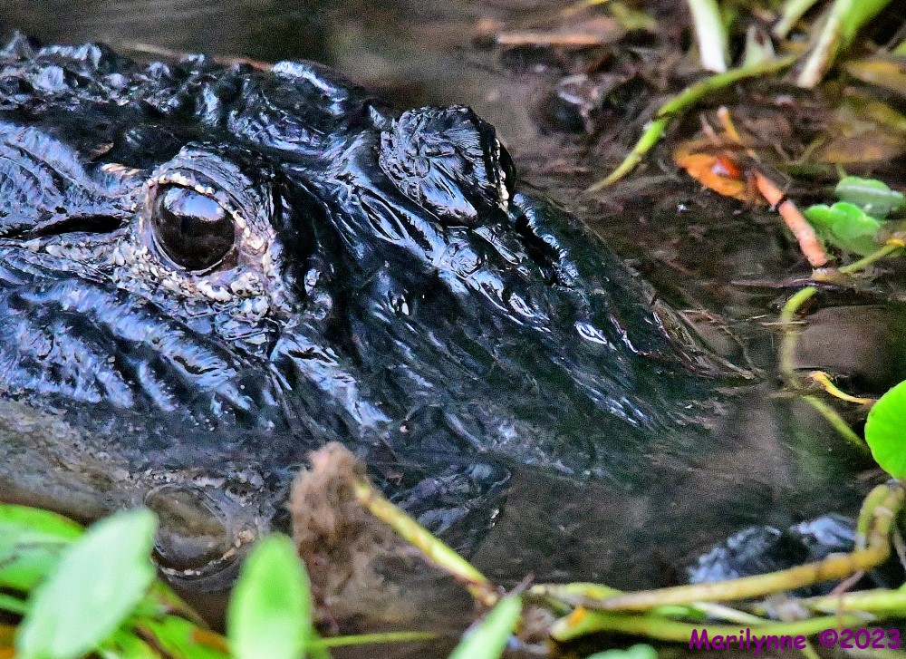 DSC_5640_001.JPG