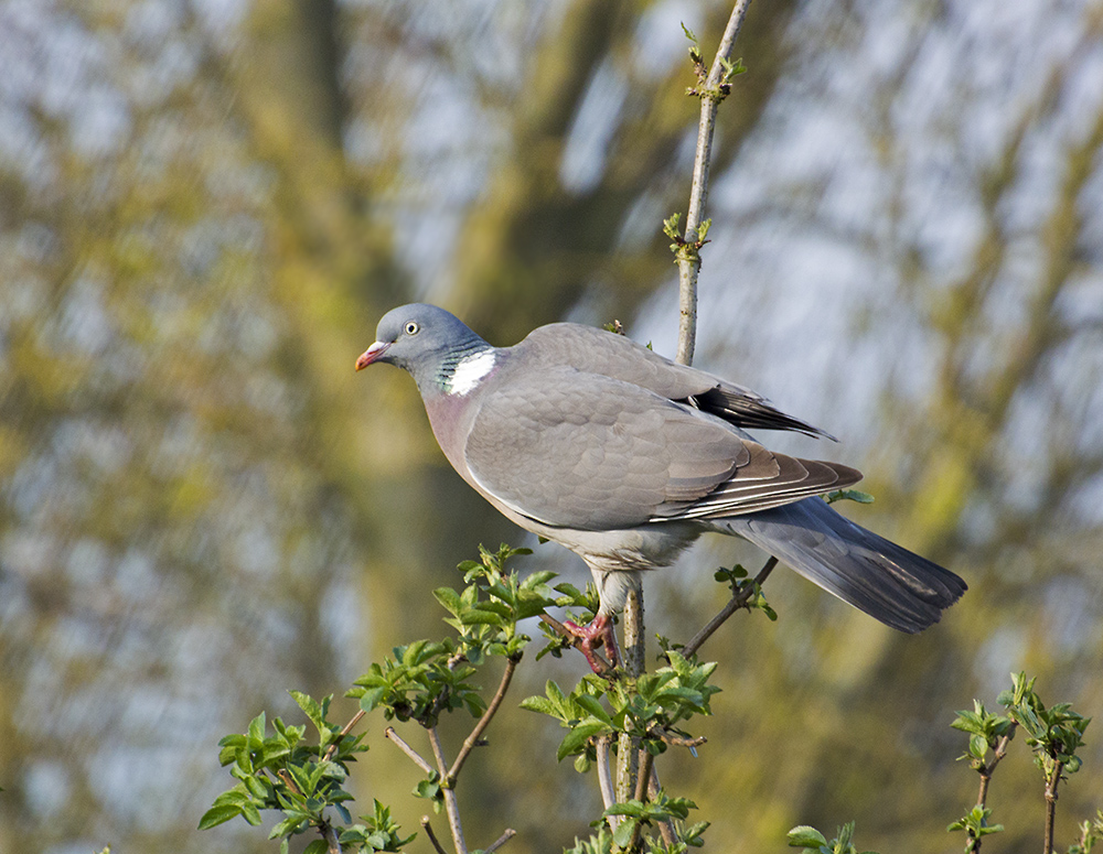 DSC_5642.jpg