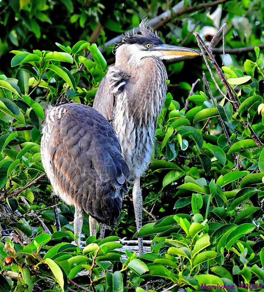 DSC_5642_001.JPG