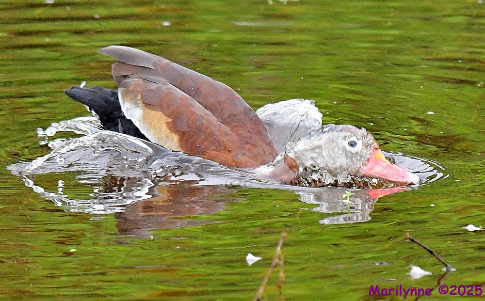 DSC_5643_001.JPG