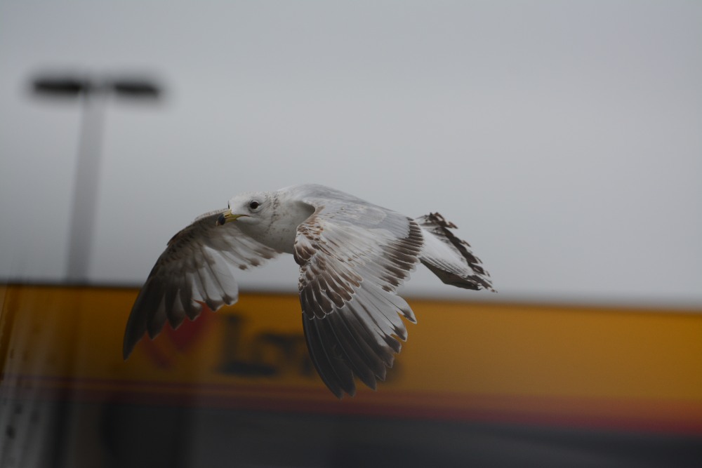 DSC_5645.JPG