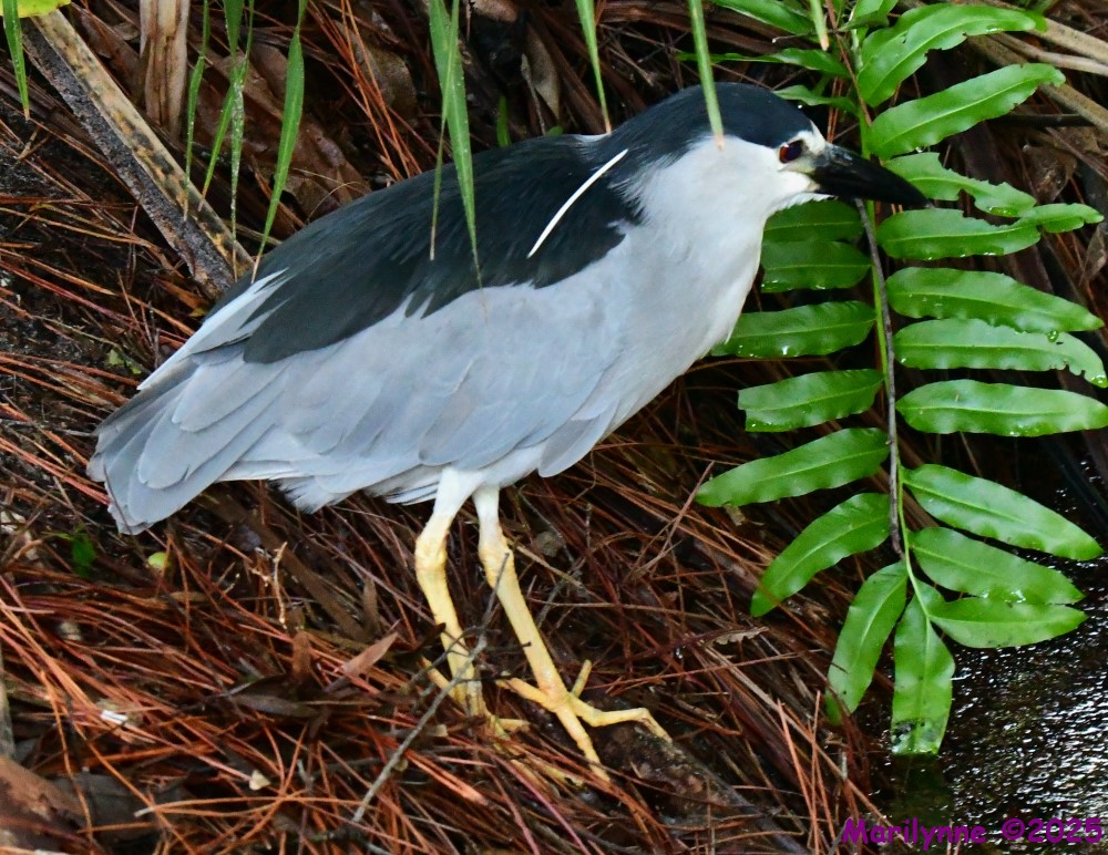 DSC_5645_001.JPG