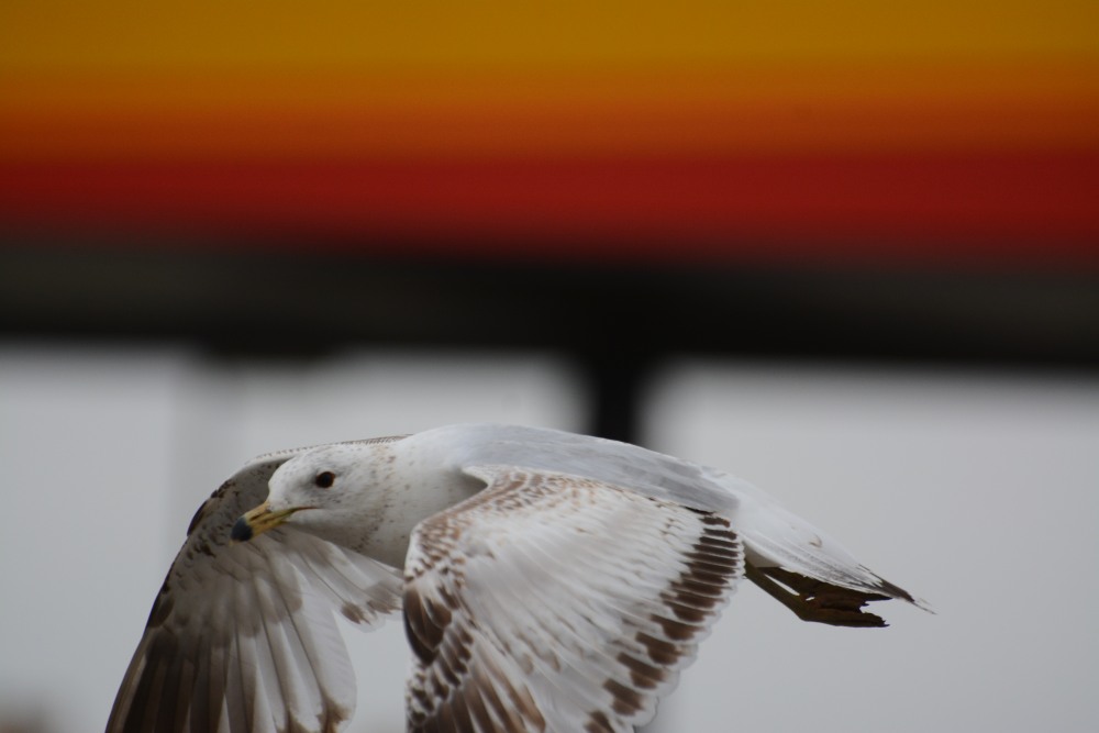 DSC_5648.JPG
