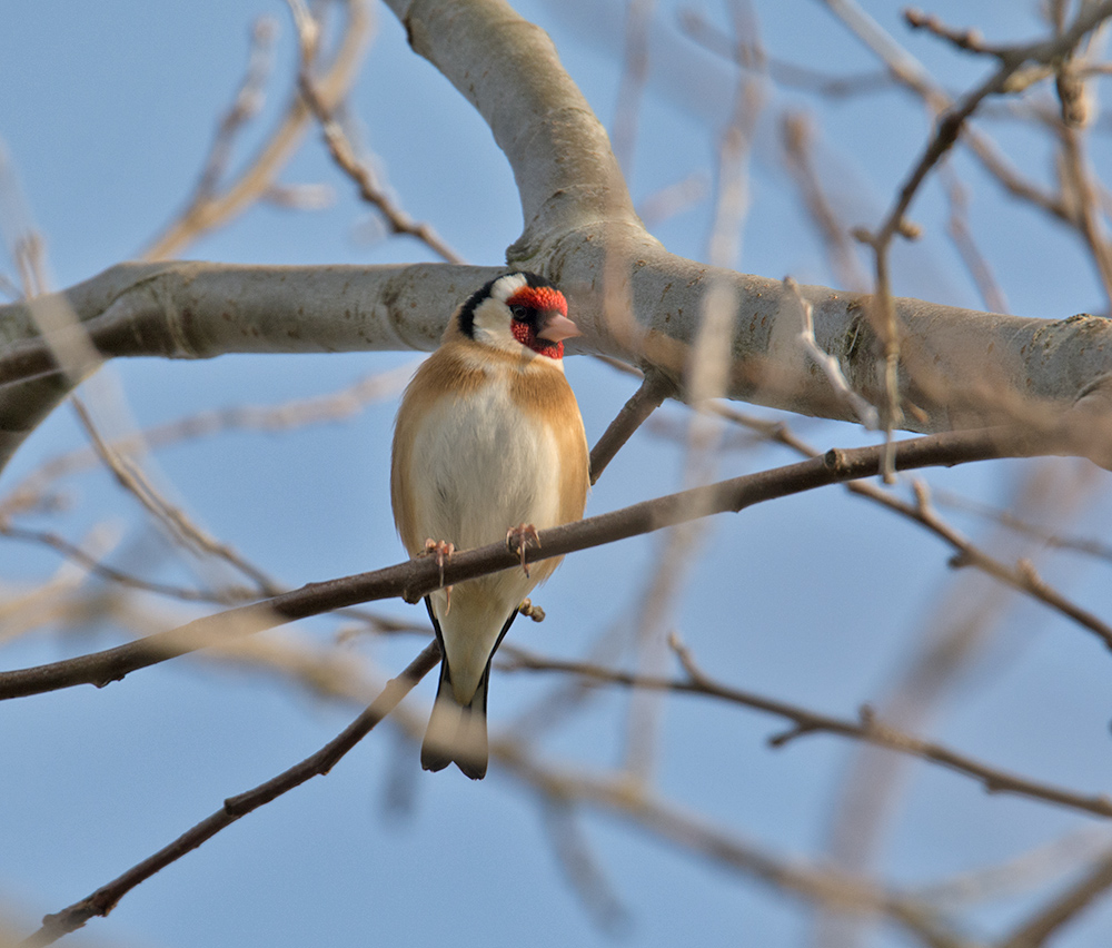 DSC_5650.jpg