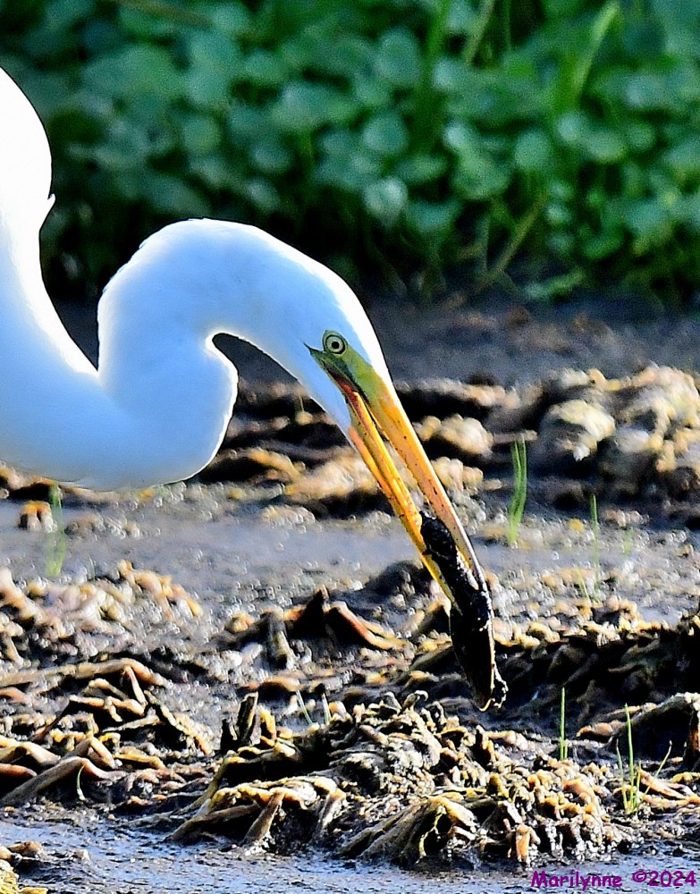 DSC_5650_001.JPG