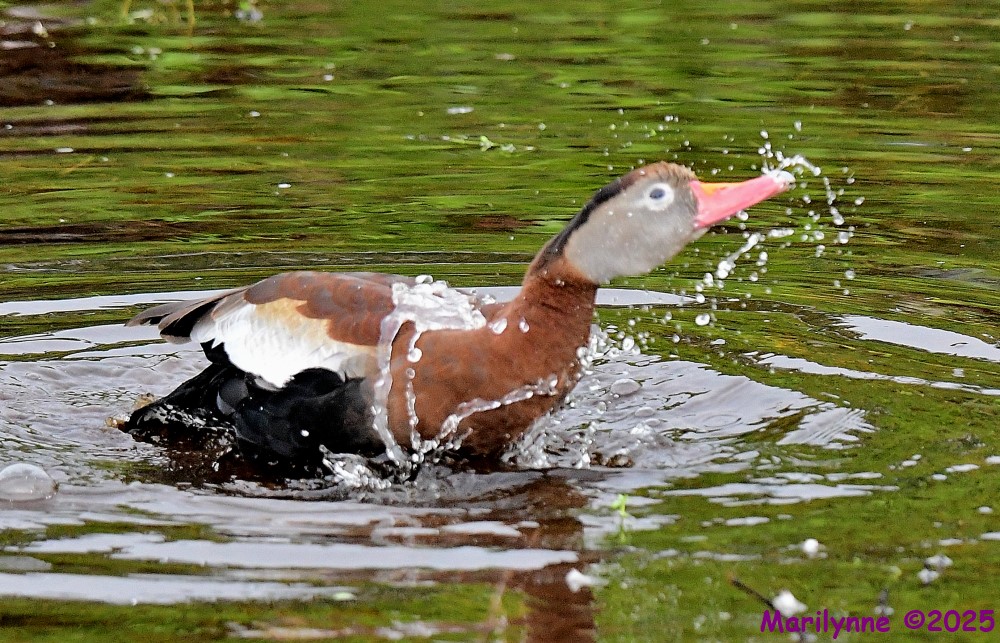 DSC_5655_001.JPG