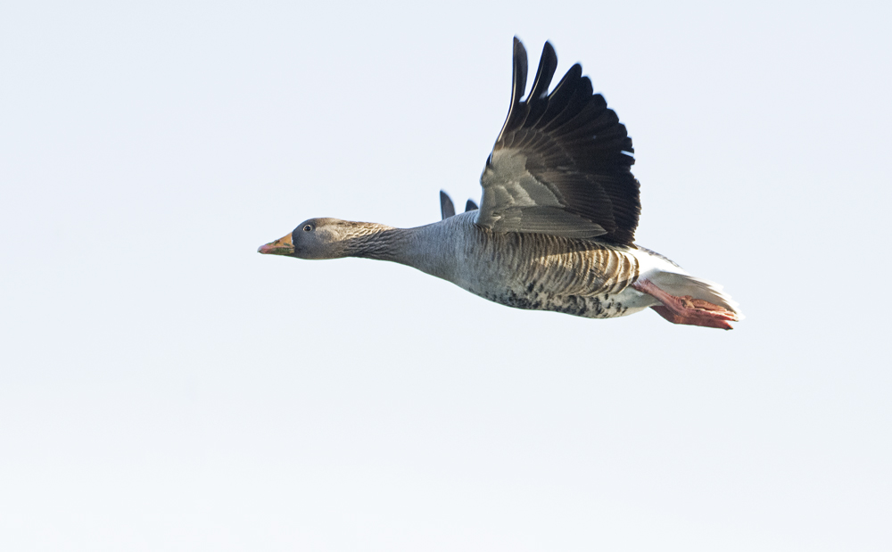 DSC_5656.jpg