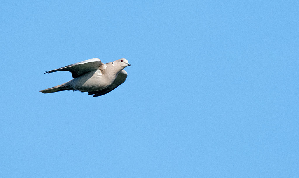 DSC_5657.jpg