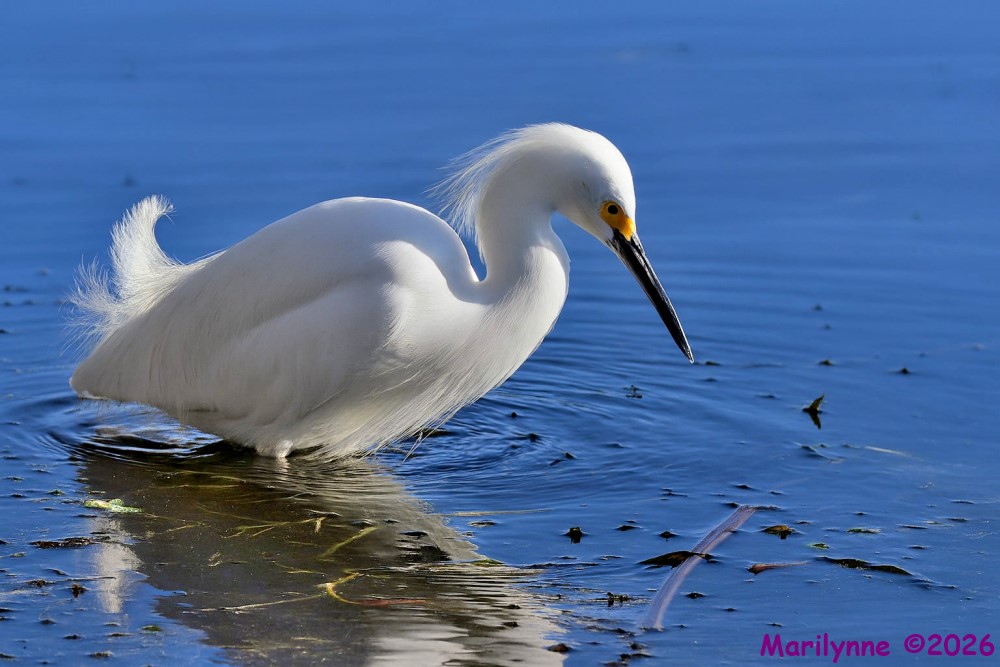 DSC_5658_stitch8 copy_001.JPG